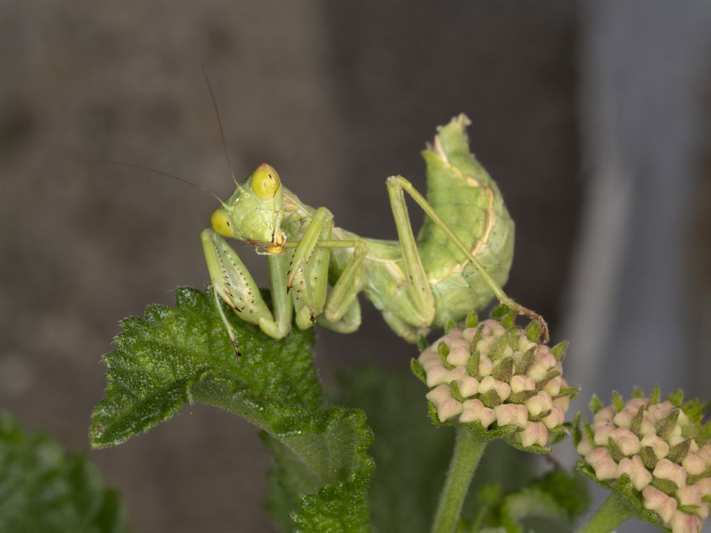 Ameles spallanzania?